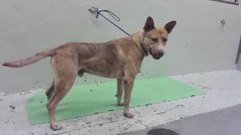 German Shepherd Dog and Mixed Breed Dogs Available for Adoption in Houston, Texas - NOLAN | PetCurious