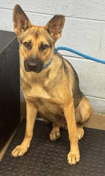 Wichita -  Mixed Breed Dog for Adoption in Chamblee, Georgia - Wichita | PetCurious