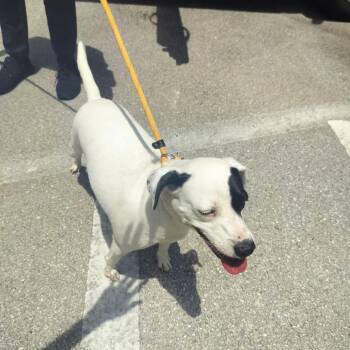 Magnolia -  Mixed Breed Dog for Adoption - Magnolia | PetCurious