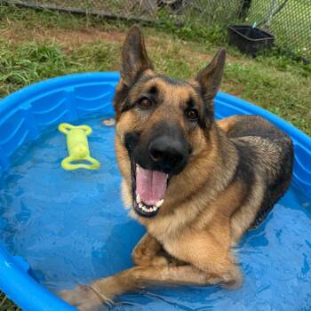 Achilles -  German Shepherd Dog Dog for Adoption in York, Pennsylvania - Achilles | PetCurious