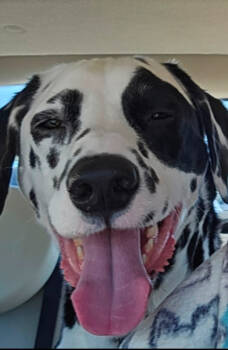 Rescue Dalmatian Dogs for Adoption in Ladson, South Carolina - Sparky | PetCurious