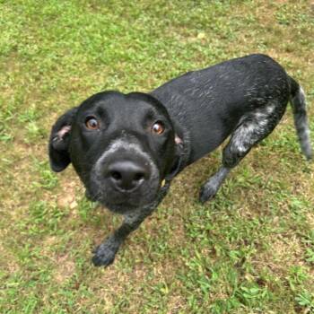 Ray -  Mixed Breed Dog for Adoption in Watertown, Wisconsin - Ray | PetCurious