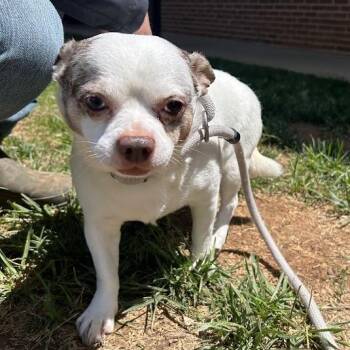 Sparky -  Chihuahua Dog for Adoption in Lyndhurst, Virginia - Sparky | PetCurious