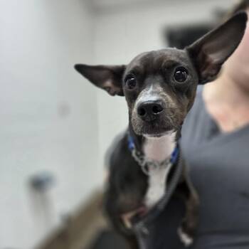 Mr. Noodle -  Chihuahua and Mixed Breed Dog for Adoption in Incline Village, Nevada - Mr. Noodle | PetCurious