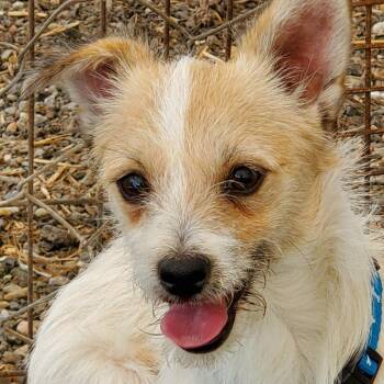 Kinako Lumi -  Wirehaired Terrier Dog for Adoption in San Pablo, California - Kinako Lumi | PetCurious