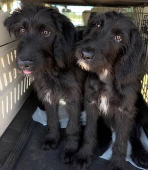 Wilber -  Labradoodle and Labrador Retriever Dog for Adoption in South Saint Paul, Minnesota - Wilber | PetCurious