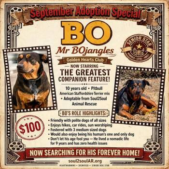 Bo -  Pit Bull Terrier and American Staffordshire Terrier Dog for Adoption in Roseburg, Oregon - Bo | PetCurious