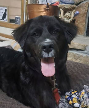 Rescue Australian Shepherd Dogs for Adoption in Milton, Georgia - Tommie Truffles | PetCurious