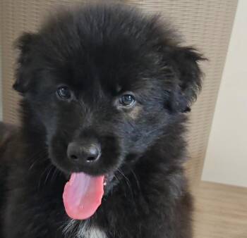 Smoky -  Shepherd and Labrador Retriever Dog for Adoption in Normal, Illinois - Smoky | PetCurious