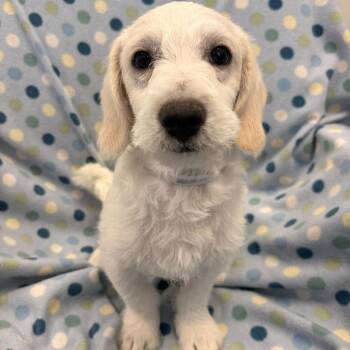 Abe -  Terrier Dog for Adoption in Long Beach, California - Abe | PetCurious