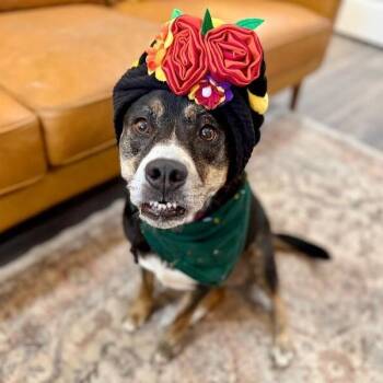 Australian Kelpie and Cattle Dog Dogs Available for Adoption in Friendswood, Texas - Lola Bean Sidekick Supreme | PetCurious