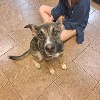 Jelly Bean -  Shepherd Dog for Adoption in Madill, Oklahoma - Jelly Bean | PetCurious