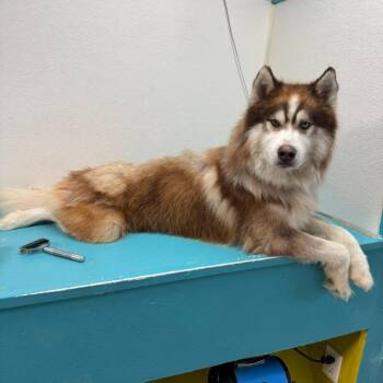 Siberian Husky Dogs Available for Adoption in Olathe, Kansas - Zuko | PetCurious