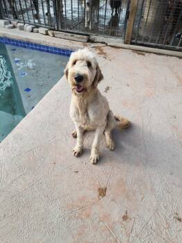 Labradoodle Dogs Available for Adoption in Mcallen, Texas - Coco | PetCurious