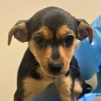 Sandal -  Chihuahua Dog for Adoption in Walnut Creek, California - Sandal | PetCurious