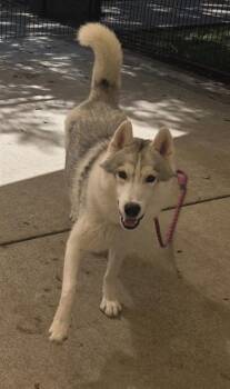 DISCO -  Siberian Husky Dog for Adoption in Sacramento, California - DISCO | PetCurious