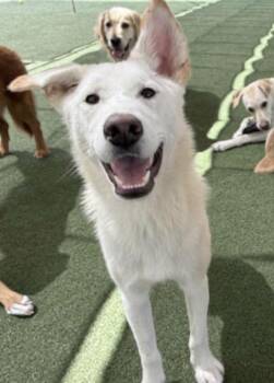 Archie -  Jindo Dog for Adoption in Los Angeles, California - Archie | PetCurious