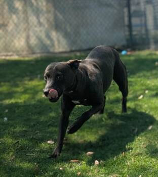 EVEREST -  Pit Bull Terrier and Mixed Breed Dog for Adoption in Texas City, Texas - EVEREST | PetCurious