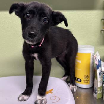 Border Collie and Australian Cattle Dog Blue Heeler Dogs Available for Adoption in Floresville, Texas - Plum | PetCurious
