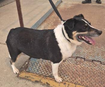 Terrier Dogs Available for Adoption in Lawrenceville, Georgia - Pen 205 Evie | PetCurious