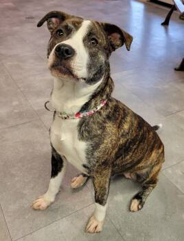 Pit Bull Terrier Dogs Available for Adoption - Bitty | PetCurious