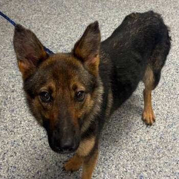 Abby -  Mixed Breed Dog for Adoption in Greenville, South Carolina - Abby | PetCurious