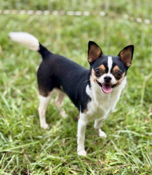 Sophia - 5lbs -  Chihuahua Dog for Adoption in Lucedale, Mississippi - Sophia - 5lbs | PetCurious