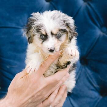 Australian Shepherd Dogs Available for Adoption in Zionsville, Indiana - Psyduck | PetCurious