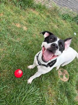 Millie -  Pit Bull Terrier Dog for Adoption in Fulton, New York - Millie | PetCurious