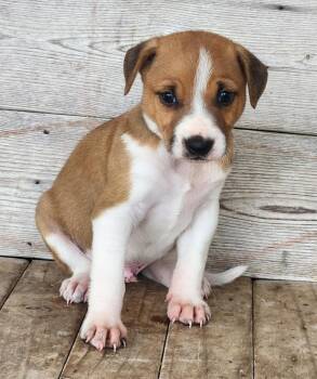 Fonzie -  Terrier and Mixed Breed Dog for Adoption in Morristown, New Jersey - Fonzie | PetCurious