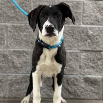 Jack II -  Border Collie and Labrador Retriever Dog for Adoption in Wadena, Minnesota - Jack II | PetCurious