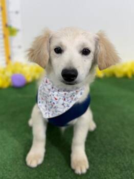 Spaniel and Dachshund Dogs Available for Adoption - Frankie | PetCurious