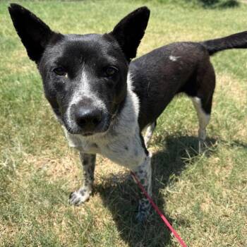 Poppy -  Australian Cattle Dog Blue Heeler Dog for Adoption in Norman, Oklahoma - Poppy | PetCurious