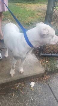 COOPER -  American Staffordshire Terrier Dog for Adoption in San Antonio, Texas - COOPER | PetCurious