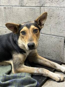 Gilligan -  German Shepherd Dog Dog for Adoption in Red Bluff, California - Gilligan | PetCurious