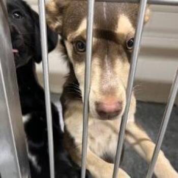 Phoebe -  Mixed Breed Dog for Adoption in Buchanan Dam, Texas - Phoebe | PetCurious