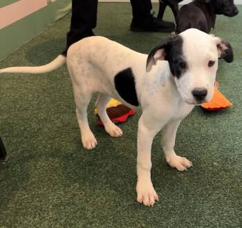 Gavi -  Labrador Retriever and Terrier Dog for Adoption in Sanford, Florida - Gavi | PetCurious