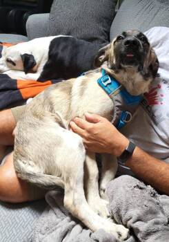Moose Tracks -  Anatolian Shepherd Dog for Adoption in Germantown, Ohio - Moose Tracks | PetCurious