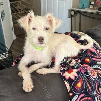 Ollie -  Terrier Dog for Adoption in Prospect, Kentucky - Ollie | PetCurious