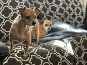 Blondie -  Chihuahua and Miniature Pinscher Dog for Adoption in Silsbee, Texas - Blondie | PetCurious