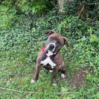 Pit Bull Terrier and Hound Dogs Available for Adoption in Maysville, Kentucky - King | PetCurious