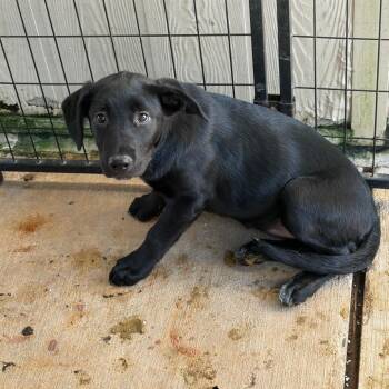 Celeste -  Black Labrador Retriever Dog for Adoption in Lake Jackson, Texas - Celeste | PetCurious