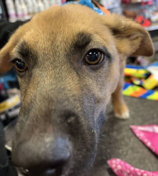 Rescue Shepherd and Labrador Retriever Dogs for Adoption in Minesing, Ontario - CAULDRON | PetCurious