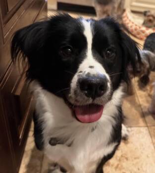 OOOreo the Low Rider -  Border Collie and Basset Hound Dog for Adoption - OOOreo The Low Rider | PetCurious