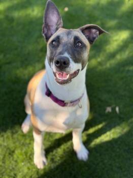Rescue Belgian Shepherd Malinois and Pit Bull Terrier Dogs for Adoption in Los Angeles, California - Skye | PetCurious