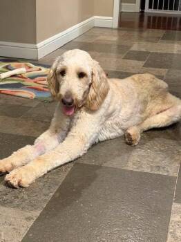 Trevor -  Golden Retriever and Labrador Retriever Dog for Adoption in Fort Worth, Texas - Trevor | PetCurious