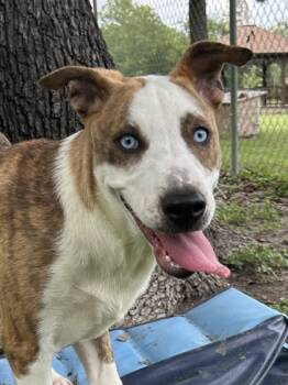 Rescue American Staffordshire Terrier and Mixed Breed Dogs for Adoption in San Antonio, Texas - Kayla | PetCurious