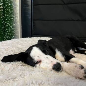 Rescue Great Dane and Mixed Breed Dogs for Adoption in Raleigh, North Carolina - Dilly-Dally | PetCurious