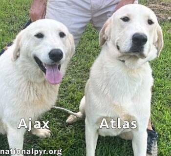 Atlas & Ajax in AL - Playful Bonded Pair -  Great Pyrenees Dog for Adoption in Beacon, New York - Atlas & Ajax In AL - Playful Bonded Pair | PetCurious