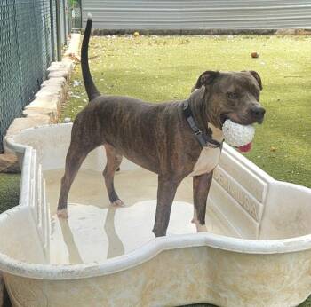 Otis -  Mixed Breed and Pit Bull Terrier Dog for Adoption in Austin, Texas - Otis | PetCurious